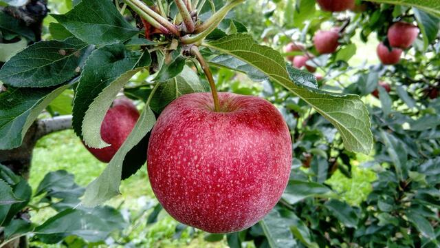 Im Frühling können die Bäume und Sträucher zurückgeschnitten werden. Dabei ist es wichtig, auf die Vögel, die ihre Nester gebaut haben, Rücksicht zu nehmen. | Foto: Pixabay
