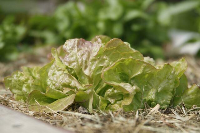 Auch Salat kann jetzt schon gesät werden und eignet sich hervorragend als das erste Grün des Jahres. | Foto:  FotoplusVideo Wenighofer