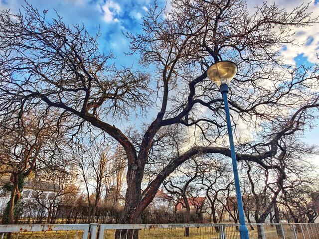 Wertvoller Baumbestand, darunter auch Marillenbäume, finden sich im Park um die Kirche Lerchenfeld. | Foto: Nicole Schüler