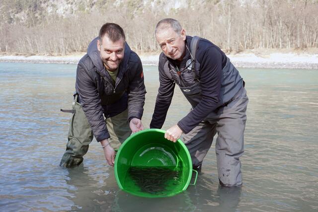 TFV-Landesobmann Andreas Bachler (re.) mit TIWAG-Ökologen Martin Schletterer beim Besatz von 1.300 jungen Äschen im Inn-Revier Stams. | Foto: TIWAG