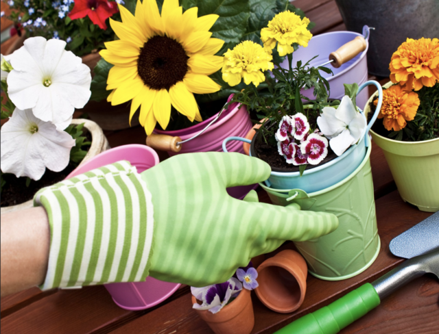 Einige Blumen können jetzt schon gesät werden, wie Ringelblumen, Kornblumen und Schleierkraut. | Foto: Creatix/Fotolia