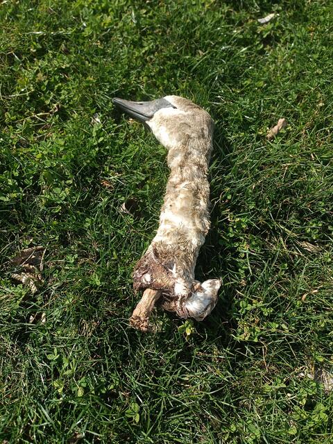 Der abgetrennte Kopf eines jungen Schwans