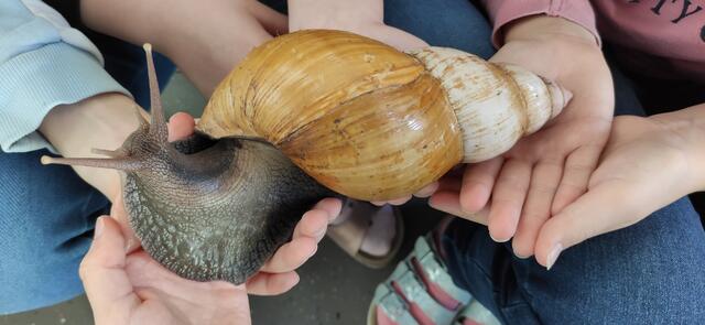 Die Schnecke Popcorn. | Foto: Karin Weggartner