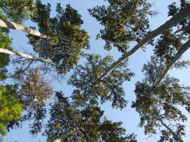 Der Wald ist wichtiger Wirtschaftsfaktor für Niederösterreich. | Foto: pixabay (Symbolbild)