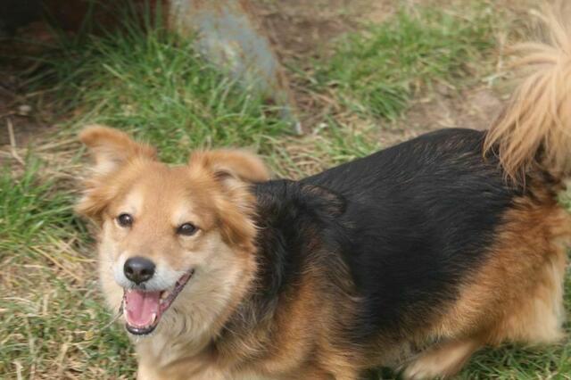 Fuchsi, geb. 2015, ist ein freundlicher Kerl und mag Artgenossen und Kinder. | Foto: zVg