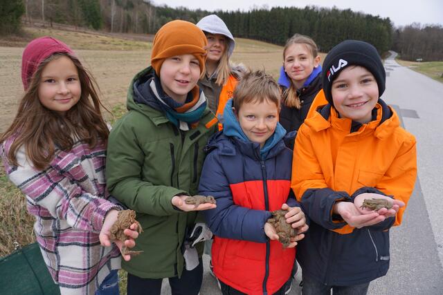 Kinder der Mittelschule St. Michael bringen täglich Kröten über die See-Straße in Rauchwart, damit sie nicht von Autos überfahren werden. | Foto: Martin Wurglits