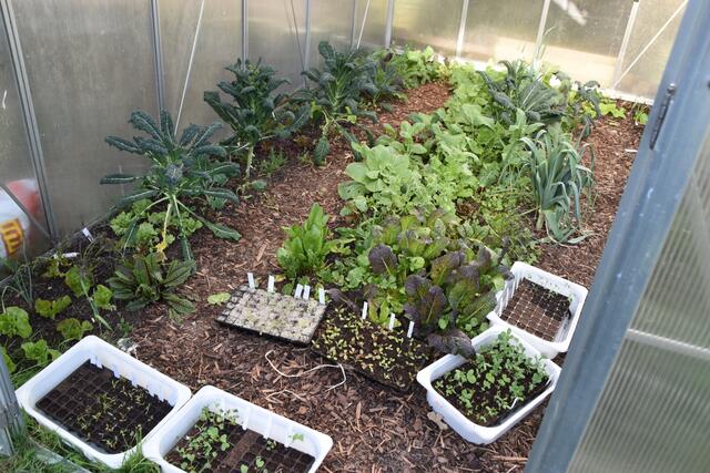 Auch im Winter können Glashaus und Hochbeet bewirtschaftet werden. | Foto: Geiger