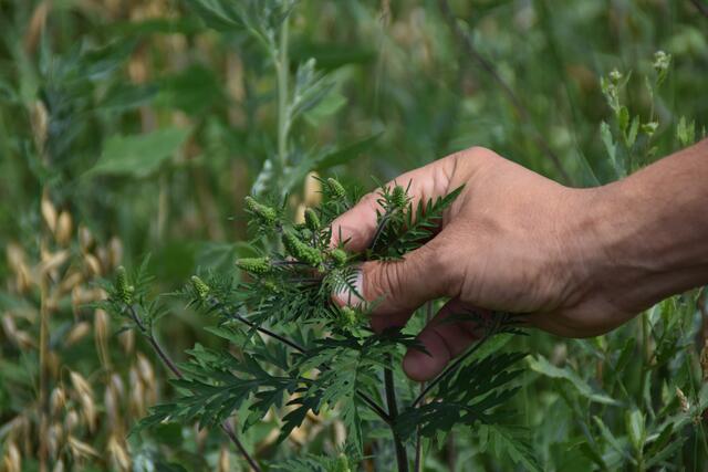 Vorsicht bei Ragweed: Die Blätter sind beidseitig grün, die Stängel oft leicht rötlich und zart behaart. Die männlichen Blütestände sind lang und kolbenförmig und in der Blütezeit gelb.  | Foto: Eva Maria Kamper