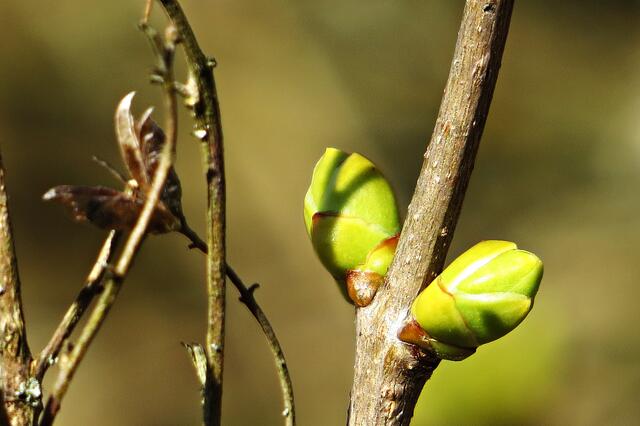 Erste Knospen spriessen | Foto: Doris Schweiger