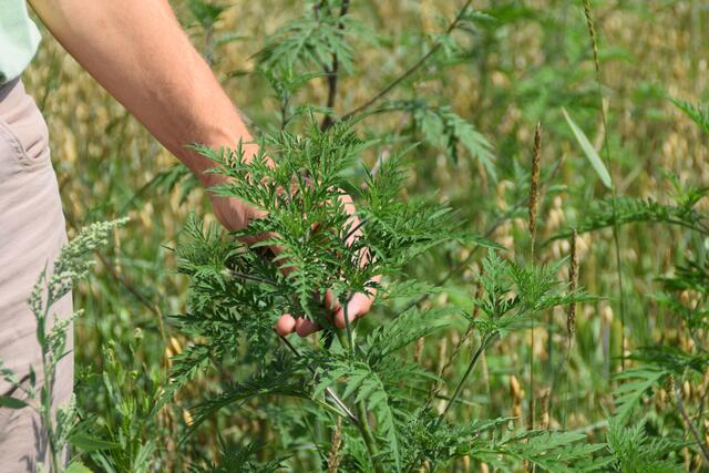 Ragweed versprüht seine Pollen bis in den September.  | Foto: Eva Maria Kamper