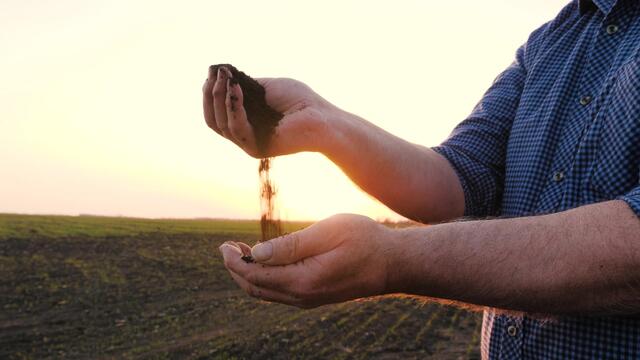 Wenn es nicht bald regnet, dürfte sich die Ernte verzögern. | Foto: Adobe Stock