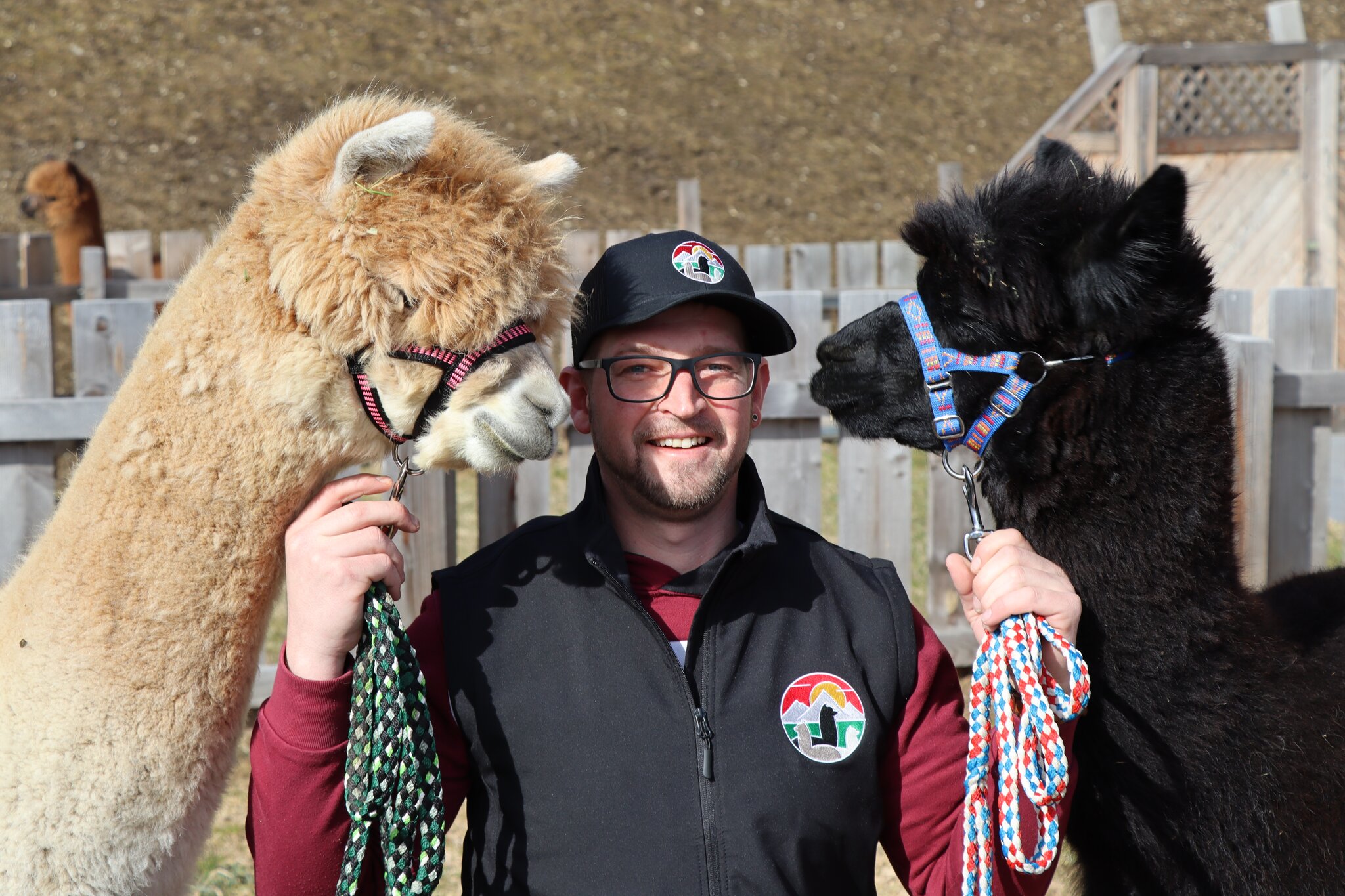 Vom Hobby zum Beruf: Wipptal Alpakas zum Verlieben - Stubai-Wipptal