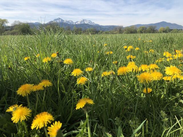 Der Löwenzahn lockt mir reichlich Nektar die Bienen an.  | Foto: sm
