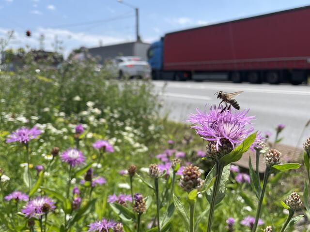 Der "Blümchensex" ist für Natur und Mensch unverzichtbar. | Foto: sm