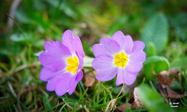 ....man entdeckt nur wenige einzelne rosa Erdprimelen zwischen den Gelben ...