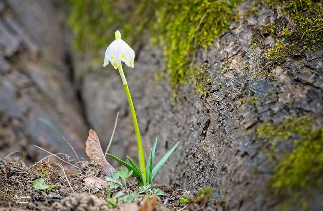 ......dieser läßt sich vom Baumstamm schützen ....