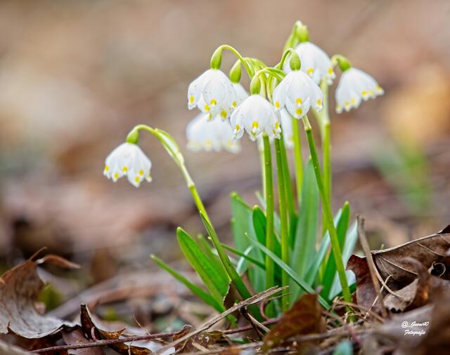 .......auch die Märzenbecher haben sich ihr Platzerle gesucht ....