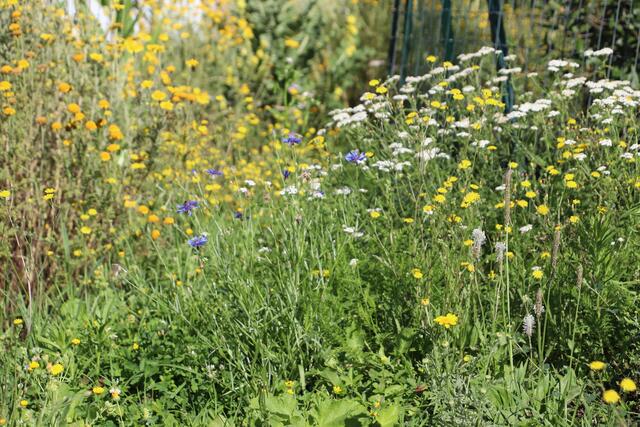 Kräuterwissen aus erster Hand gibt’s bei einer Wanderung in Feldkirchen | Foto: Edith Ertl