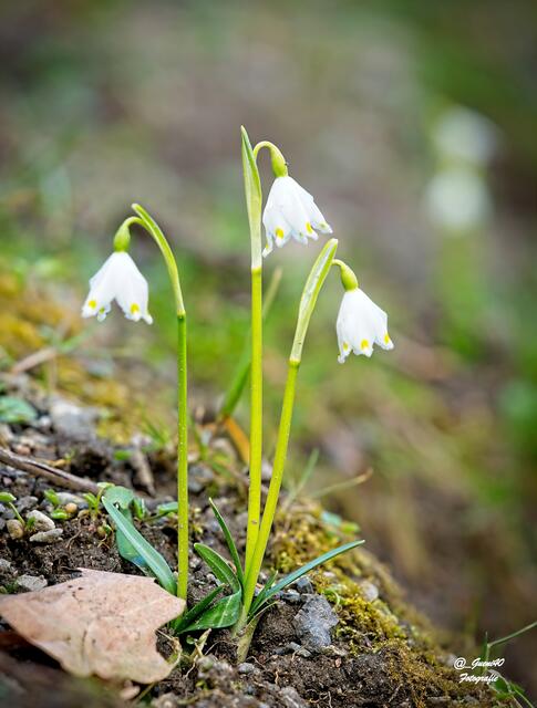 ........diese Drei gehören auch dazu .....