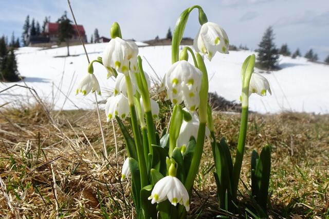 Wunderschön blühende Schneeglöckchen