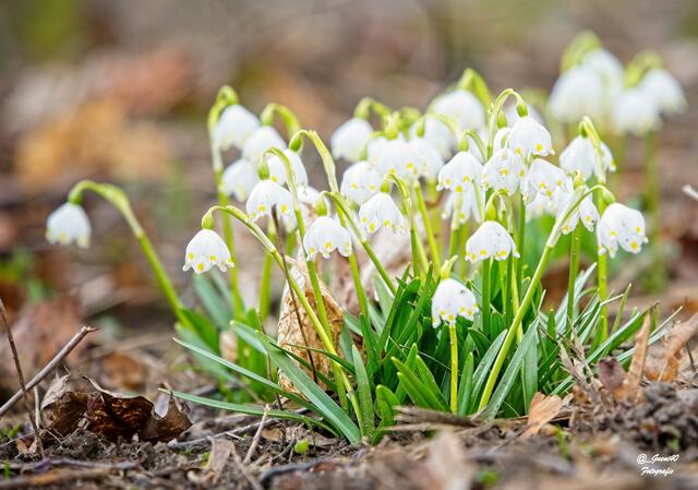 durch unsere schöne Natur......... Die Schneeglöckchen und