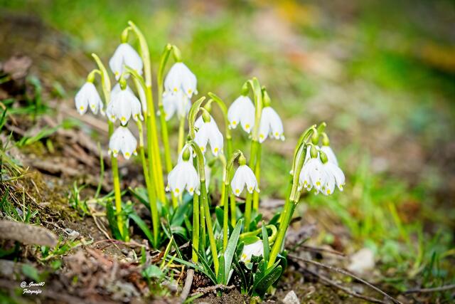 ........der Frühling wird eingeläutet .....