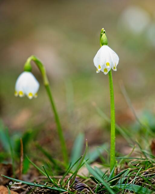.......die Frühlingsgrüße ....