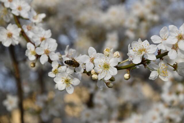 Auf dem Kriecherlstrauch im Garten der Insektenforscher Renate und Hubert Rausch tummeln sich die Wildbienen. | Foto: Roland Mayr