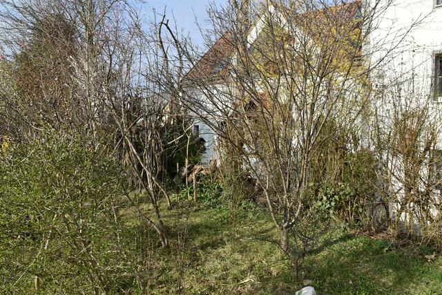 Heimische Vielfalt im Garten der Insektenforscher Renate und Hubert Rausch in Scheibbs | Foto: Roland Mayr