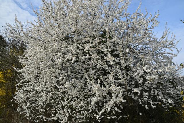 Heimische Vielfalt im Garten der Insektenforscher Renate und Hubert Rausch in Scheibbs | Foto: Roland Mayr