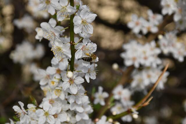 Auf dem Kriecherlstrauch im Garten der Insektenforscher Renate und Hubert Rausch tummeln sich die Wildbienen. | Foto: Roland Mayr