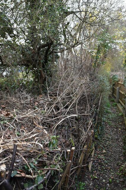 Auch Totholz darf im Garten der Insekten-Experten Renate und Hubert Rausch stehenbleiben. | Foto: Roland Mayr