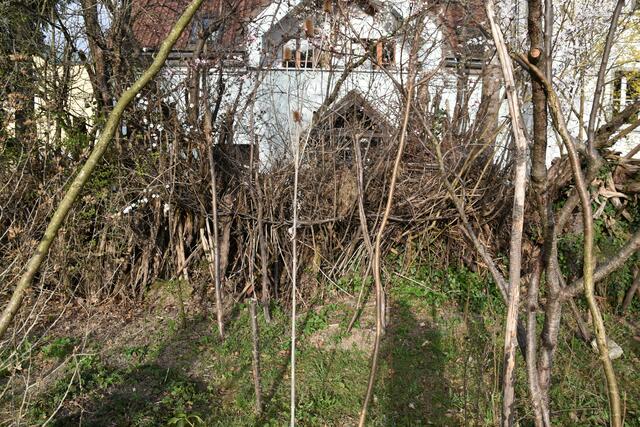 Heimische Vielfalt im Garten der Insektenforscher Renate und Hubert Rausch in Scheibbs | Foto: Roland Mayr
