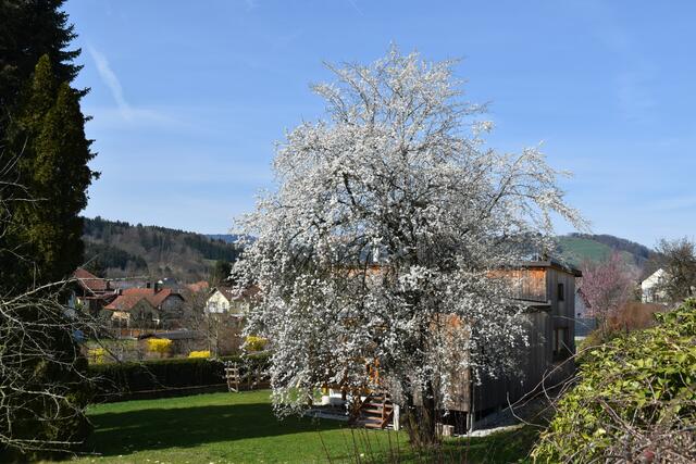 Die BürgerInnenliste für Umwelt und Gemeinwohl in Scheibbs setzt sich für mehr Blühwiesen und heimische Sträucher im öffentlichen Raum ein. | Foto: Roland Mayr