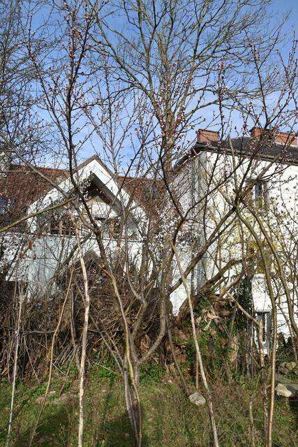 Heimische Vielfalt im Garten der Insektenforscher Renate und Hubert Rausch in Scheibbs | Foto: Roland Mayr