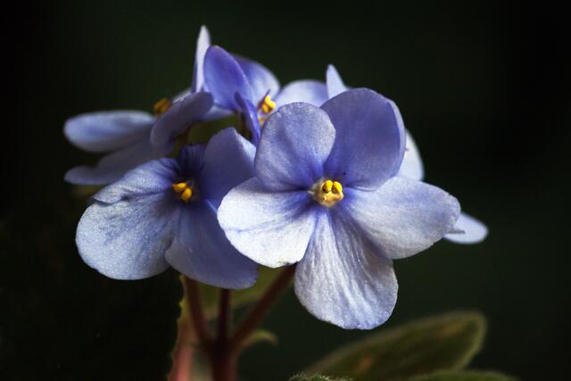 Der Ursprung der reinen botanischen Art liegt in den Usambara-Bergen in Tansania.  | Foto: © by Ing. Günter Kramarcsik