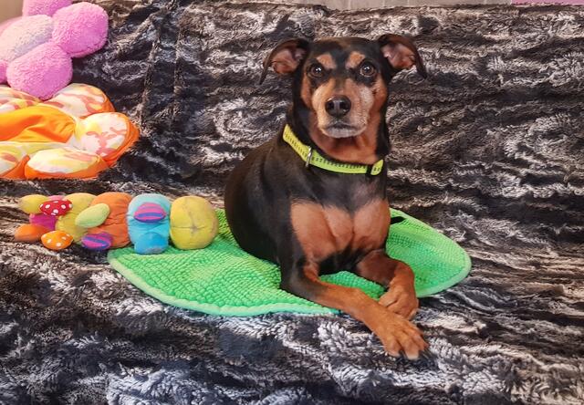 Carlos ist sehr anhänglich, Kinder mag er aber nicht. | Foto: Tierheim Reutte