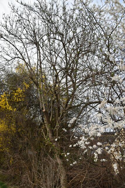 Heimische Vielfalt im Garten der Insektenforscher Renate und Hubert Rausch in Scheibbs | Foto: Roland Mayr