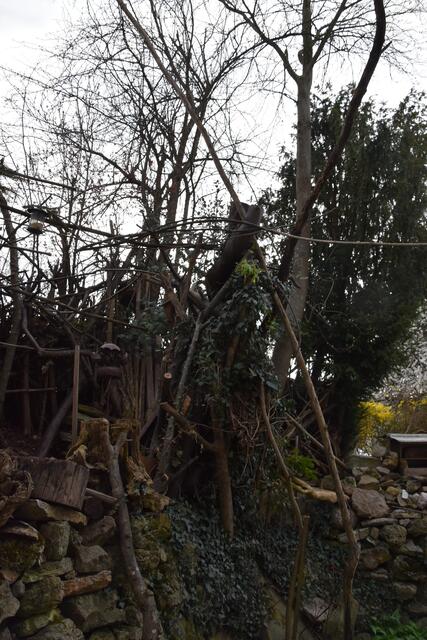 Auch Totholz darf im Garten der Insekten-Experten Renate und Hubert Rausch stehenbleiben. | Foto: Roland Mayr