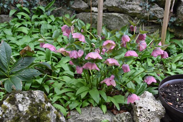 Heimische Vielfalt im Garten der Insektenforscher Renate und Hubert Rausch in Scheibbs | Foto: Roland Mayr