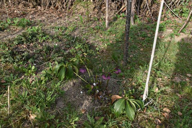 Heimische Vielfalt im Garten der Insektenforscher Renate und Hubert Rausch in Scheibbs | Foto: Roland Mayr