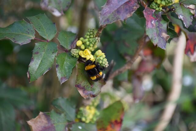 Im Garten der Insektenforscher Renate und Hubert Rausch tummeln sich die Hummeln. | Foto: Roland Mayr