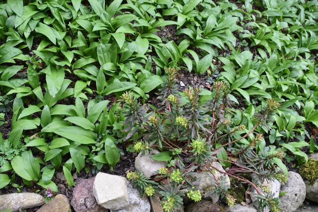 Heimische Vielfalt im Garten der Insektenforscher Renate und Hubert Rausch in Scheibbs | Foto: Roland Mayr