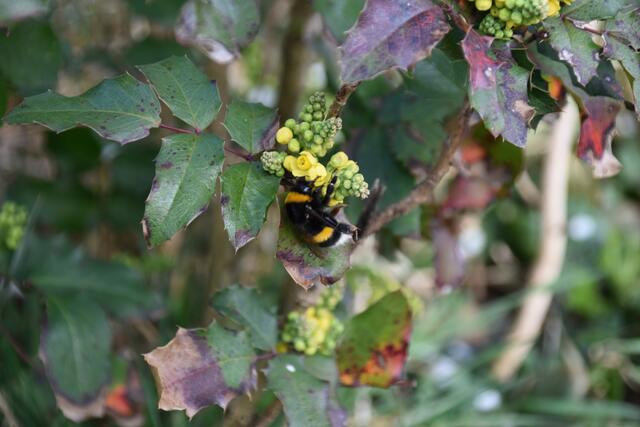 Im Garten der Insektenforscher Renate und Hubert Rausch tummeln sich die Hummeln. | Foto: Roland Mayr