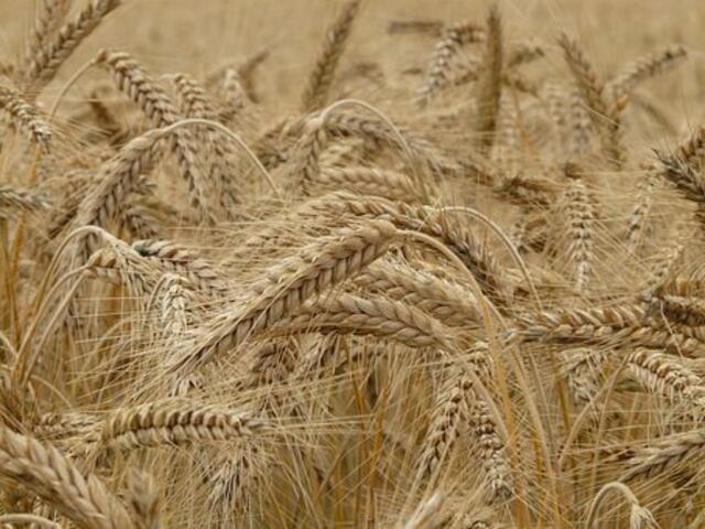 Ethische Grundsätze spielen in der Landwirtschaft eine immer wichtigere Rolle. | Foto: pixabay.com