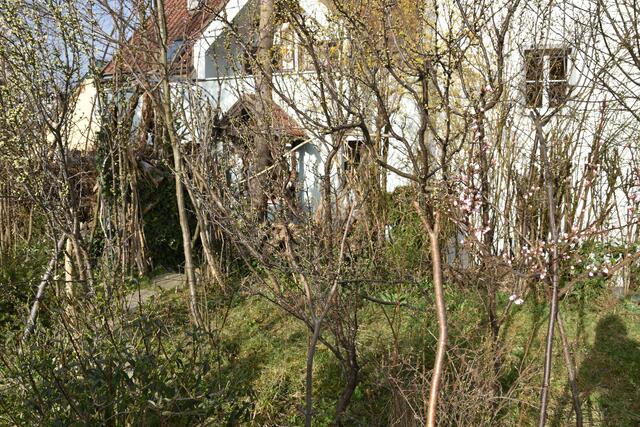 Heimische Vielfalt im Garten der Insektenforscher Renate und Hubert Rausch in Scheibbs | Foto: Roland Mayr