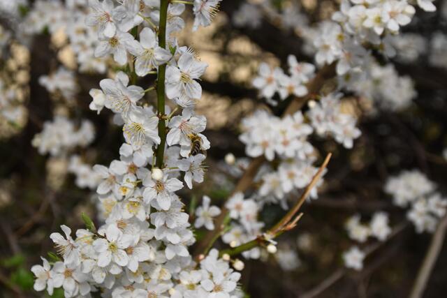 Auf dem Kriecherlstrauch im Garten der Insektenforscher Renate und Hubert Rausch tummeln sich die Wildbienen. | Foto: Roland Mayr