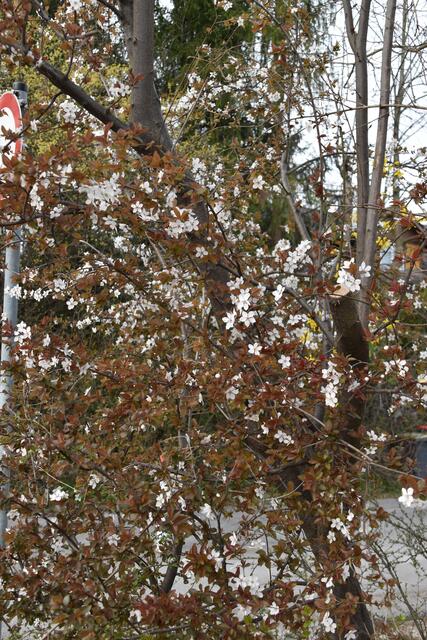 Heimische Vielfalt im Garten der Insektenforscher Renate und Hubert Rausch in Scheibbs | Foto: Roland Mayr