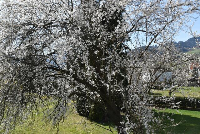 Die BürgerInnenliste für Umwelt und Gemeinwohl in Scheibbs setzt sich für mehr Blühwiesen und heimische Sträucher im öffentlichen Raum ein. | Foto: Roland Mayr