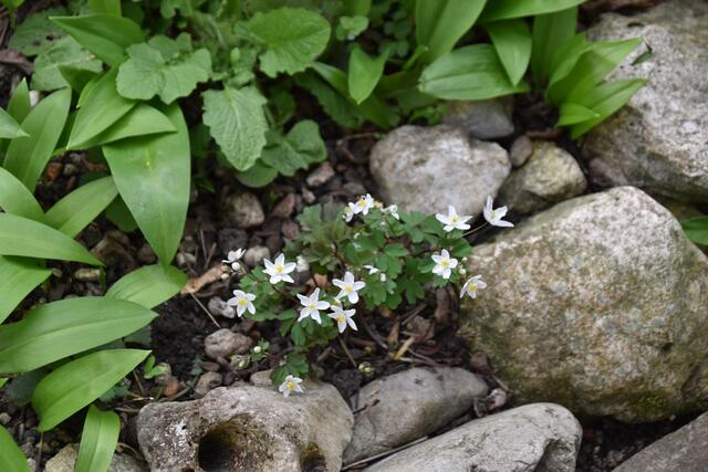 Heimische Vielfalt im Garten der Insektenforscher Renate und Hubert Rausch in Scheibbs | Foto: Roland Mayr